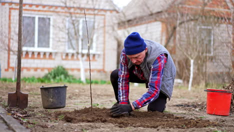 man plants a new young tree in his garden. gardener rakes in the ground around the sprout with his gloved hands.