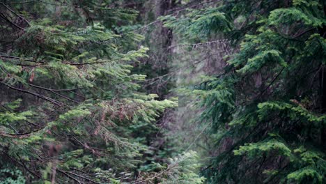 forest canopy