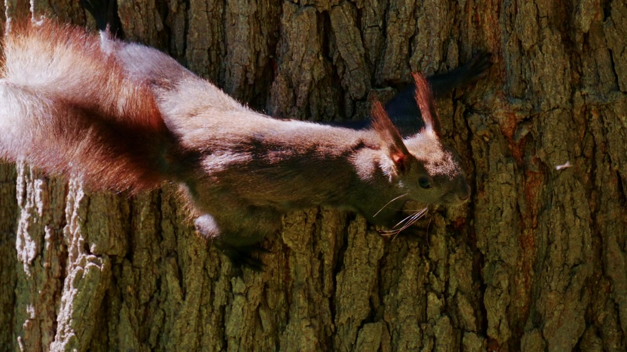 Detailed close up of a red squirrel moving along textured tree bark, highlighting its fur, whiskers, and characteristic tufted ears