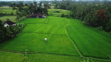 Luftpanorama-über-Die-Reisfelder-In-Benawah-Kangin,-Bali,-Indonesien