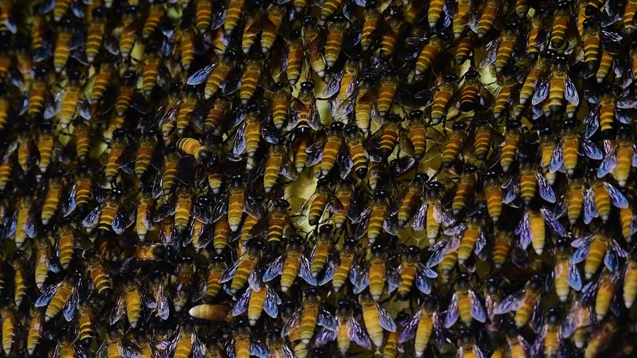 se sabe que las abejas melíferas gigantes construyen grandes colonias de nidos con bolsillos simétricos hechos de cera para almacenar miel como fuente de alimento.