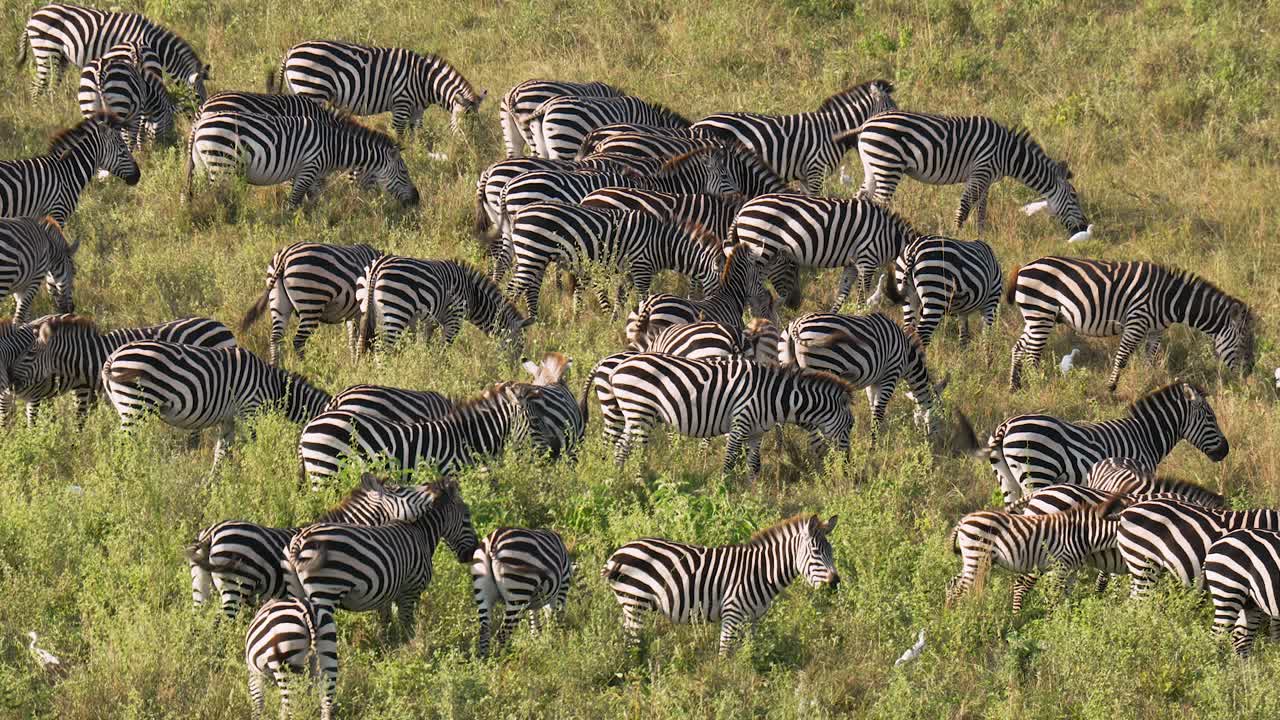 Large Herd of Zebras grazing on fresh green grass in Serengeti National Park in Tanzania during the big migration
