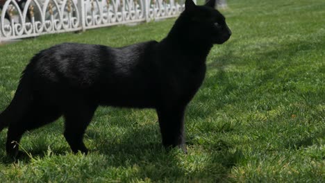 a black cat in a park in the city of istambuel