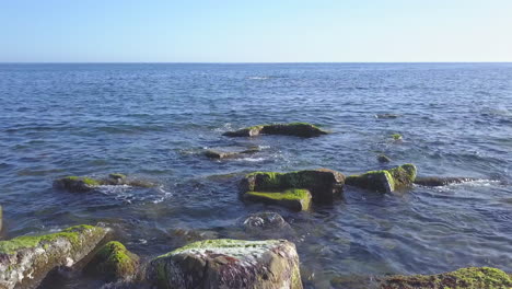 seaweed on reef at sea beach shore