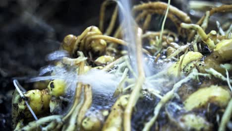 primer plano de jengibre siendo lavado con agua suciedad visible en el jardín de la casa imágenes de la cosecha de jengible jardinería en casa