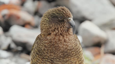 Closeup-Of-An-Endangered-Adult-Kea---Curious-Alpine-Parrot-On-The-Rocks-In-Fiordland,-New-Zealand