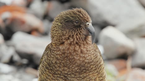 closeup of an endangered adult kea - curious alpine parrot on the rocks in fiordland, new zealand