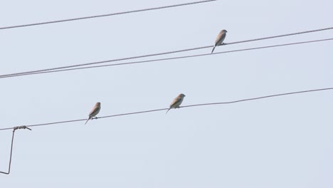 Gorriones-Indios-De-Pico-Plateado-Sentados-En-Un-Cable-Eléctrico-Con-Cielo-Azul-En-La-Espalda-Almacen-De-Video