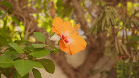 la flor de la gumamela de melocotón florece en un parque de jardín