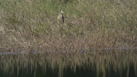 Pond-heron-mp4-1-..