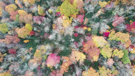 Downward-angle-drone-shot-of-fall-mountain-colors-in-the-Great-Smokey-Mountains-North-Carolina