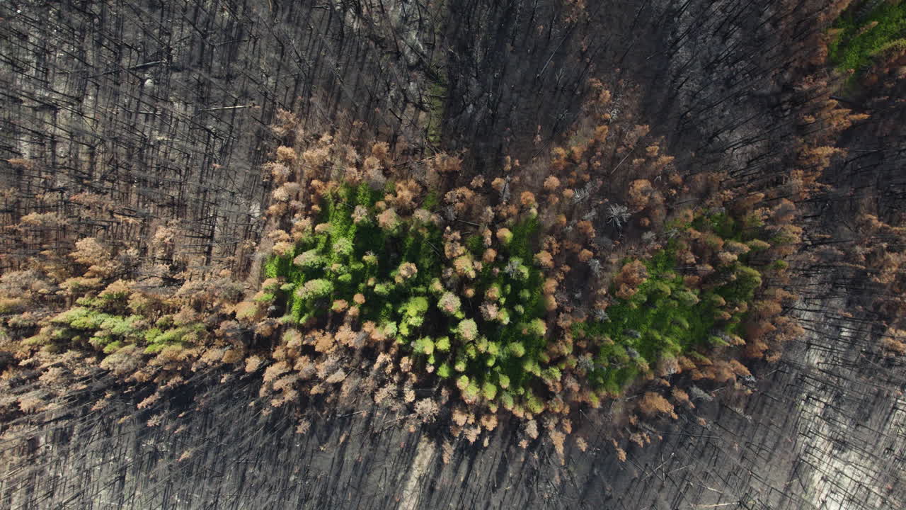 contraste de bosque verde rodeado de área quemada, vista aérea de arriba hacia abajo