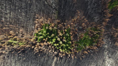 contrast of green forest patch surrounded by burnt down area, aerial top-down