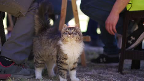 Funny-kitten-being-petted-on-the-head-while-looking-all-around,-tabby-color-with-white-chest