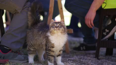 gatito divertido siendo acariciado en la cabeza mientras mira a su alrededor, color atigrado con pecho blanco