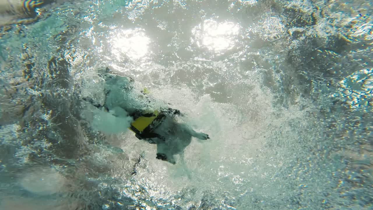Underwater view of a small dog paddling in a pool while wearing a life vest