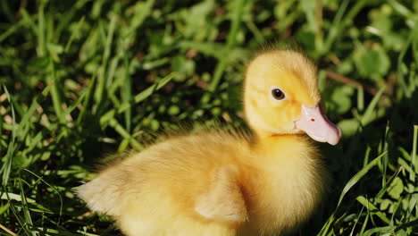 a yellow duckling in the grass
