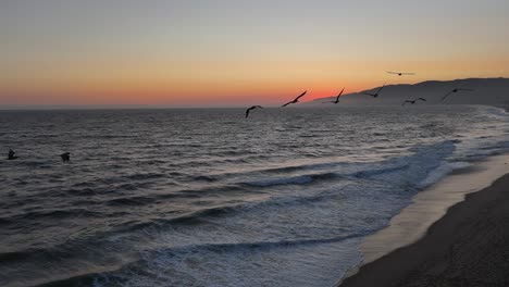 flock of pelicans fly at golden evening ocean beach, dusk aerial view