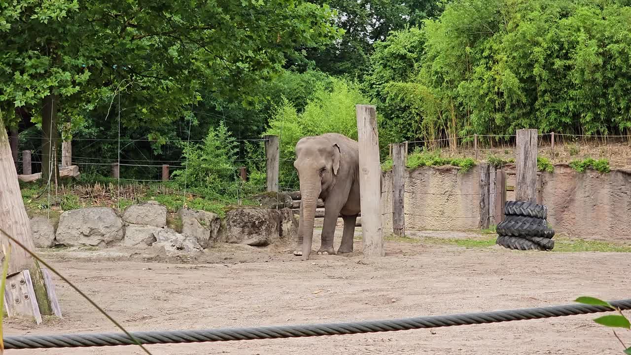 큰 코끼리가  뒤에 체인 링크 울타리와 함께  에 서 있습니다.