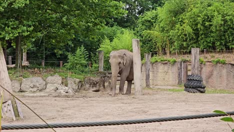 Ein-Großer-Elefant-Steht-Auf-Einem-Feld-Aus-Erde,-Dahinter-Ein-Maschendrahtzaun