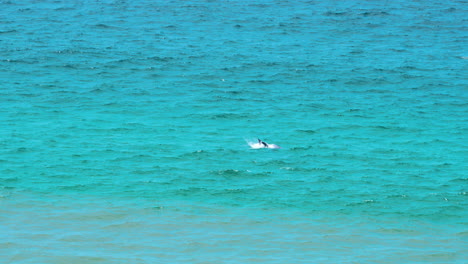 A-pod-of-dolphins-is-swimming-in-the-seaside-ocean-in-New-South-Wales,-Australia