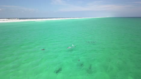 Dolphins-playing-in-the-water