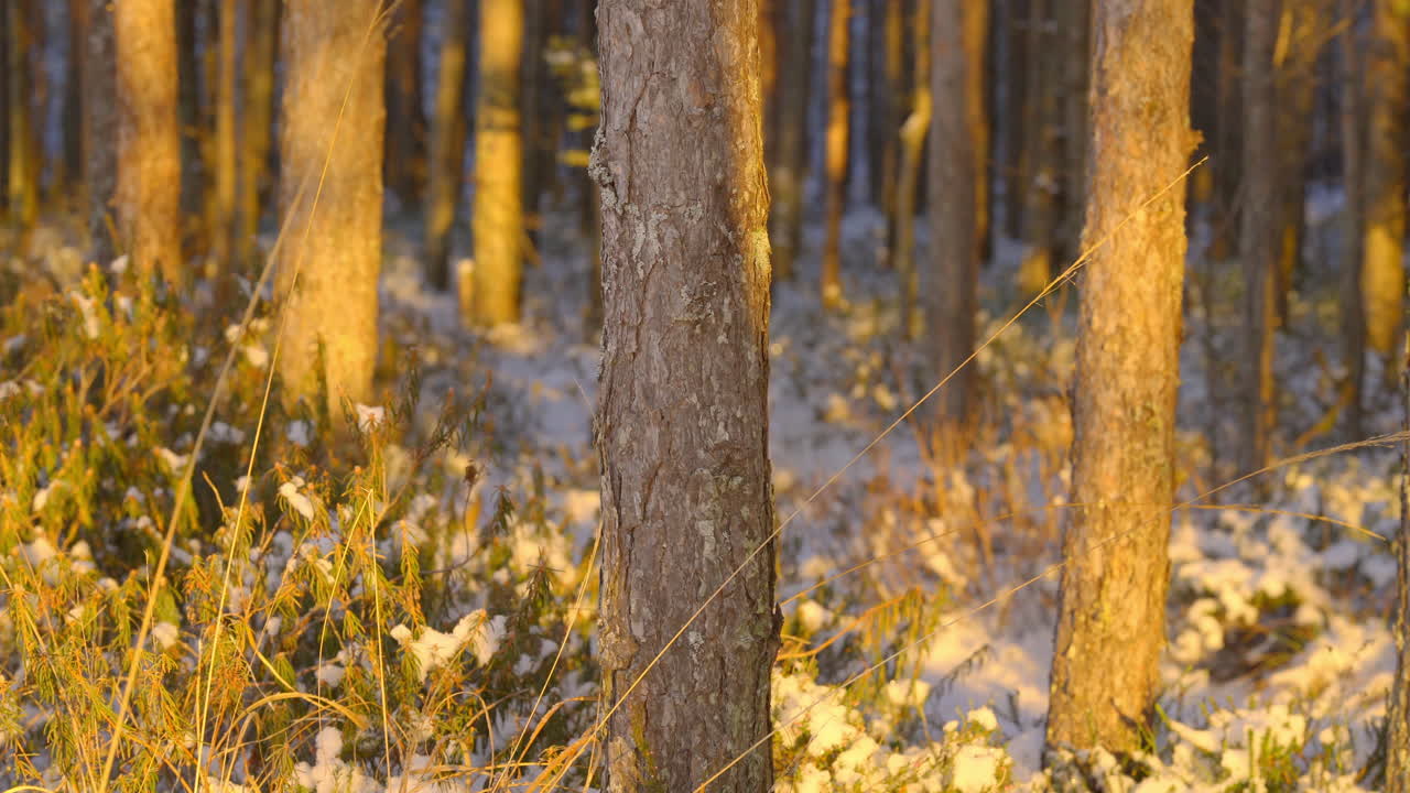 arbustos calentados por el atardecer dorado, paisaje de invierno del bosque estonio - toma cinematográfica