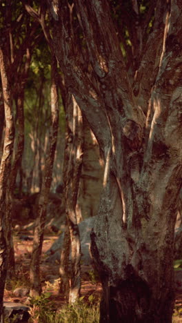primer plano de troncos de árboles en un bosque