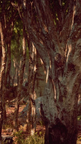 close-up of tree trunks in a forest