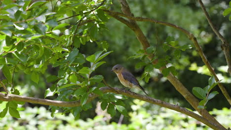 hembra de pájaro azul oriental sentada en una rama de árbol y luego volando