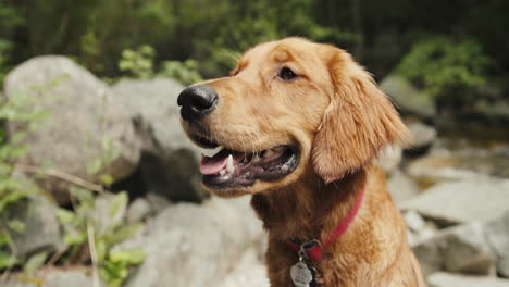 golden retriever puppy smiling next to a forest river