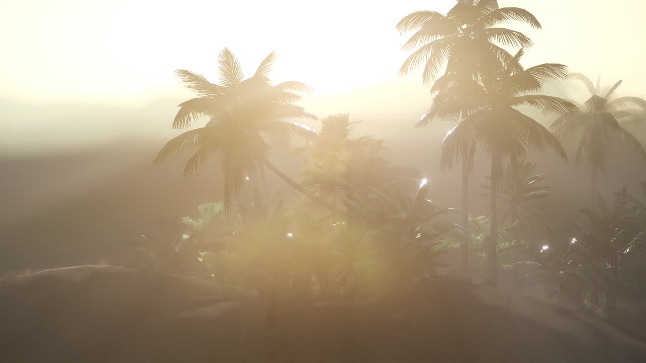 코코  ⁇  나무 열대 풍경