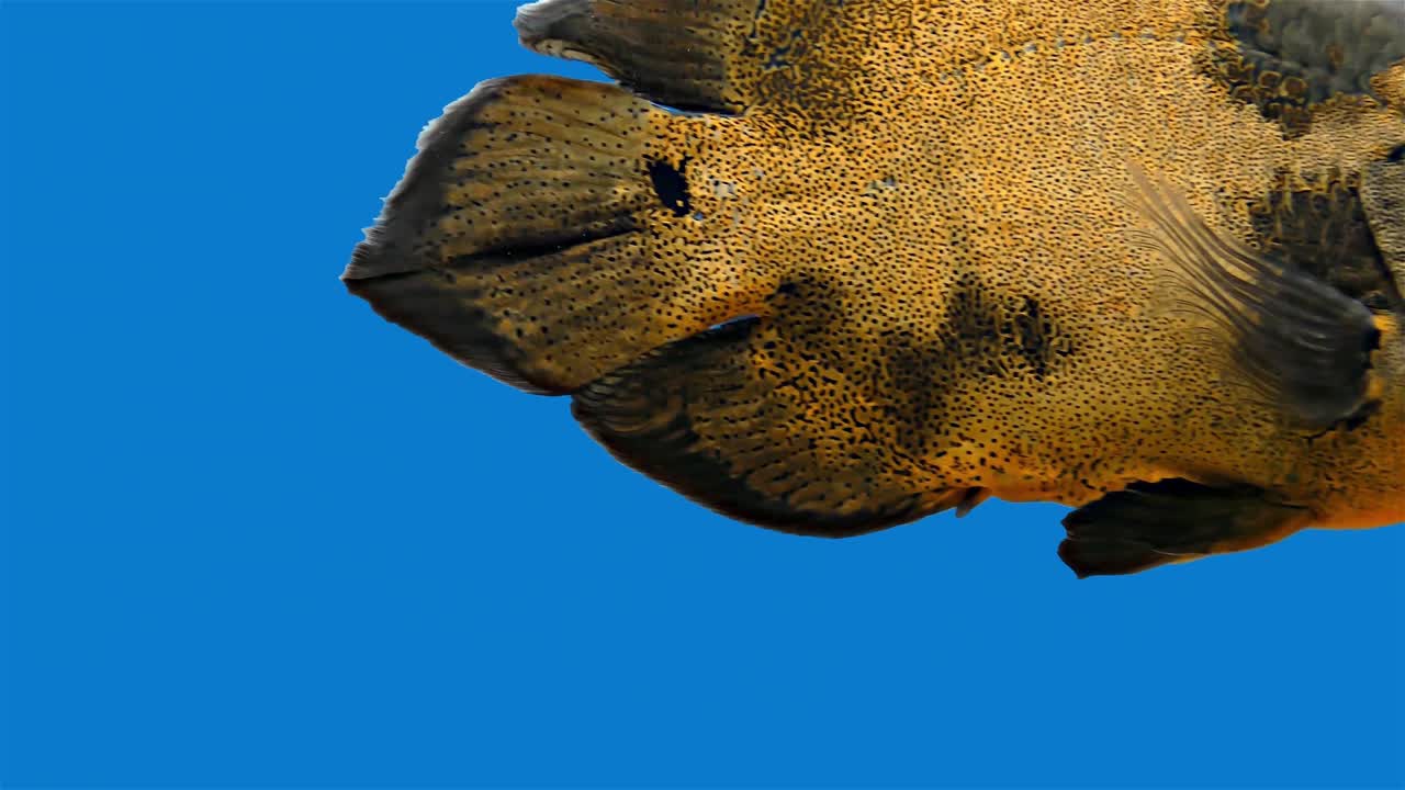 pez tropical del amazón - tigre oscar, fondo azul, pantalla azul