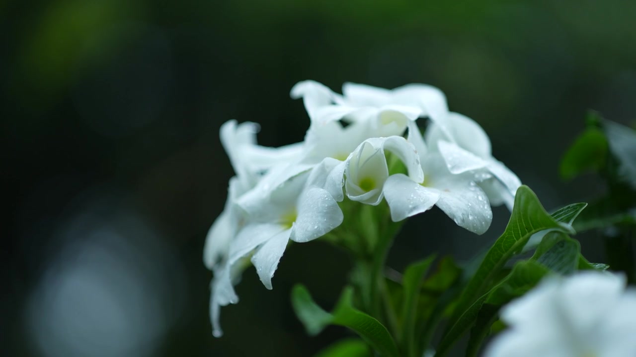 Es regnet auf die Blumen