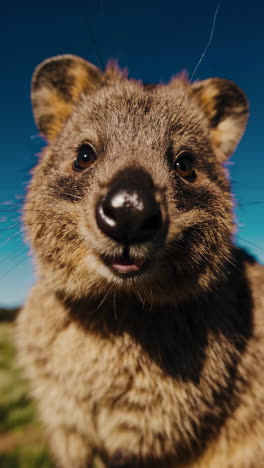 wallaby in australian grassland