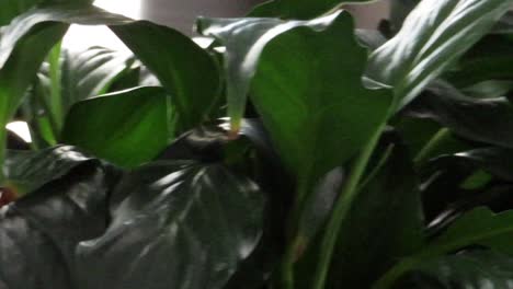 indoor panning shot of a house plant