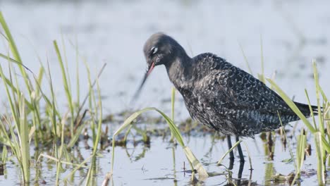 Closeup-of-spotted-redshank-feeding-in-shallow-puddle-during-spring-migration-in-wetlands