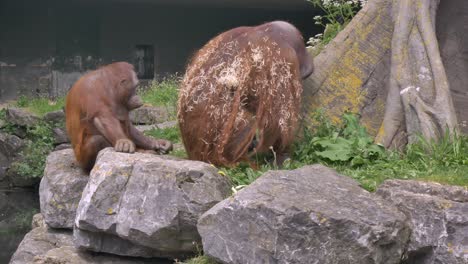 pair of northwest bornean orangutans on the ground, larger one covered in dusty wood chip shavings