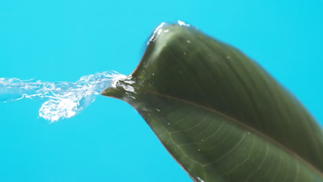 Vertical-of-Drops-of-water-drip-from-the-green-leaves-down-on-the-blue-background