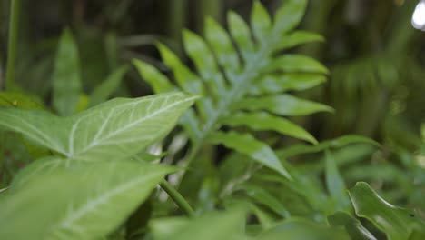 Close-up-tilt-down-shot-of-different-tropical-plants-in-nature,-foliage-detail