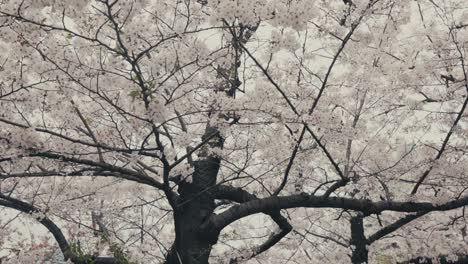 árbol de sakura blanco en plena floración con pétalos cayendo
