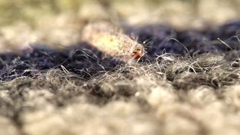 macro view of a case-bearing moth larva dragging itself across a wool carpet