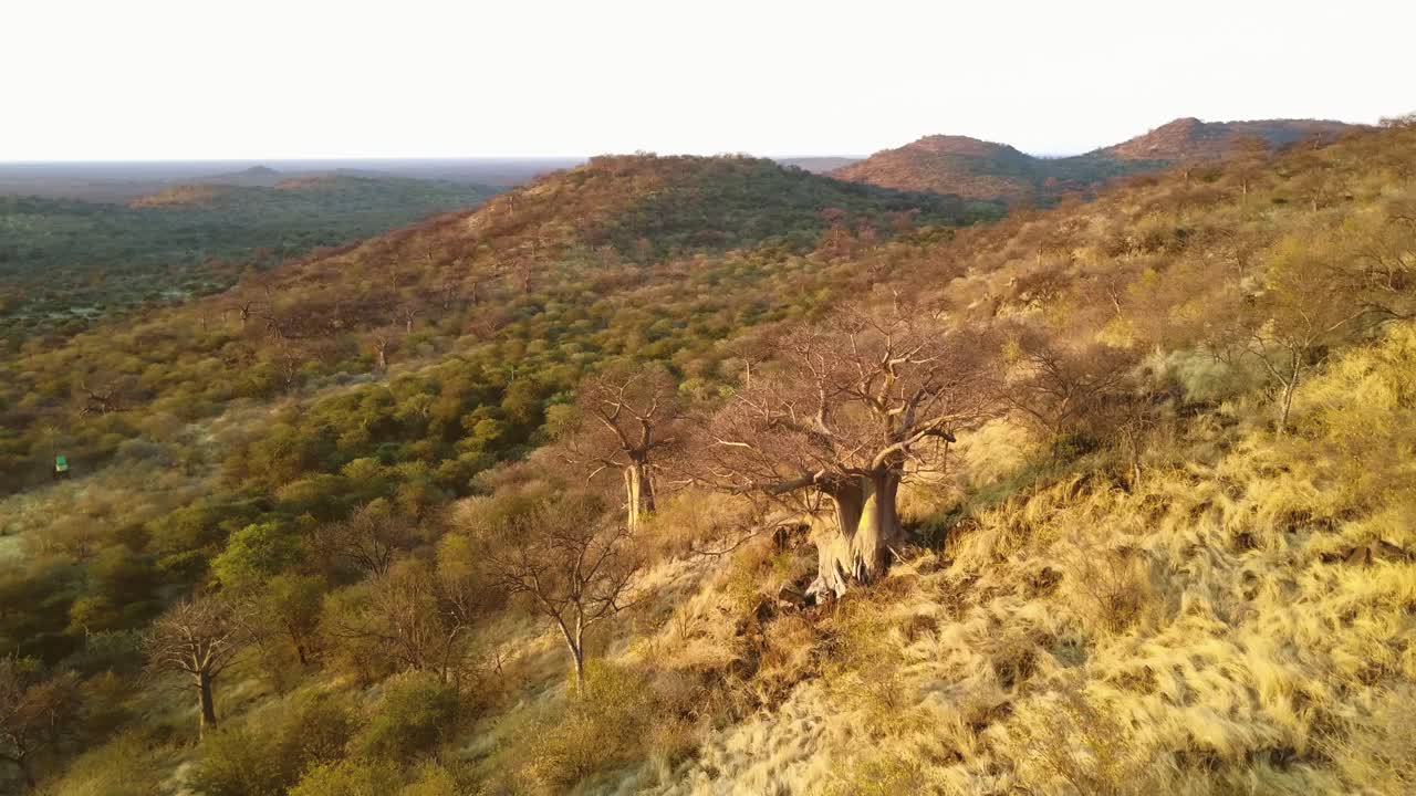 Flyver over et gammelt og stort baobabtræ i Afrika