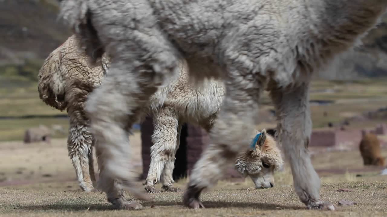 alpaca con otra pasando por delante