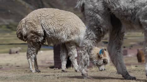 alpaca con otra pasando por delante