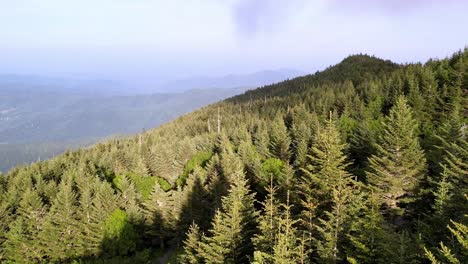 conifer trees along blue ridge mountain slope in the appalachian mountain range