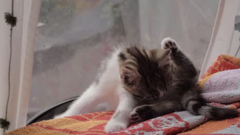 cute adorable kitten washing and grooming medium shot