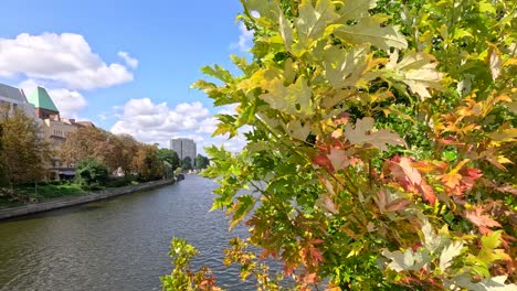 Camera pans from close-up maple leaves to a wide view of an urban river, waterfront buildings, and railway bridge under bright daylight in Berlin