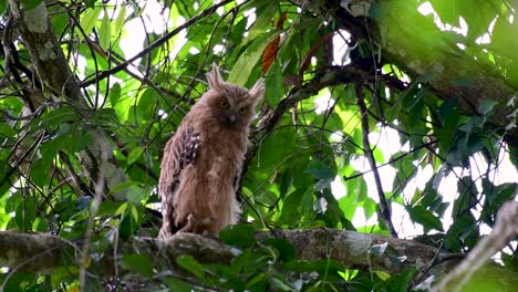 the buffy fish owl is a big owl and yet the smallest among the four fish owls