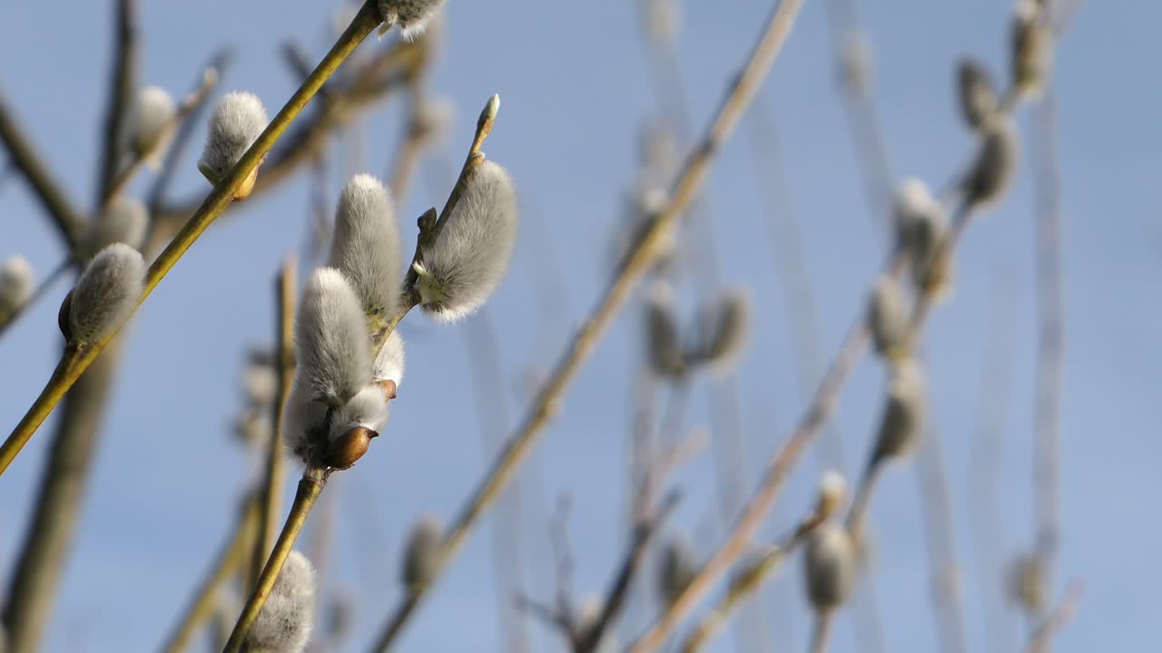 Pussy willow growing in early spring, close up, spring nature detail
